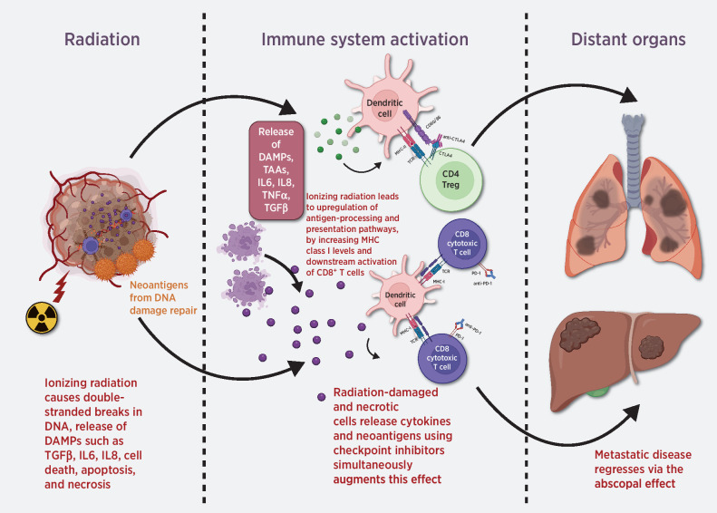 Figure 1. Potential abscopal effects resulting from combined RT and immunotherapy. TAA, tumor-associated antigen.