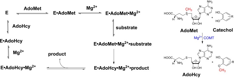 Scheme 1.