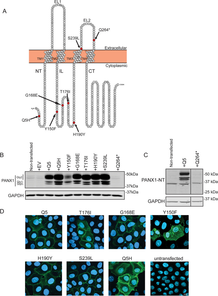 FIGURE 1: