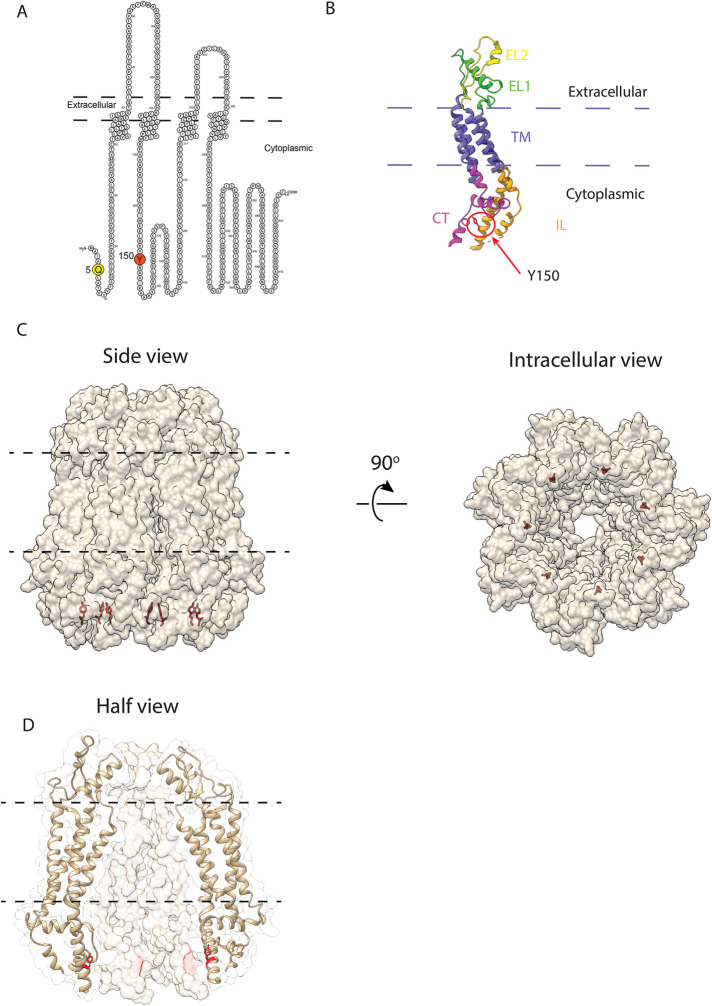 FIGURE 4: