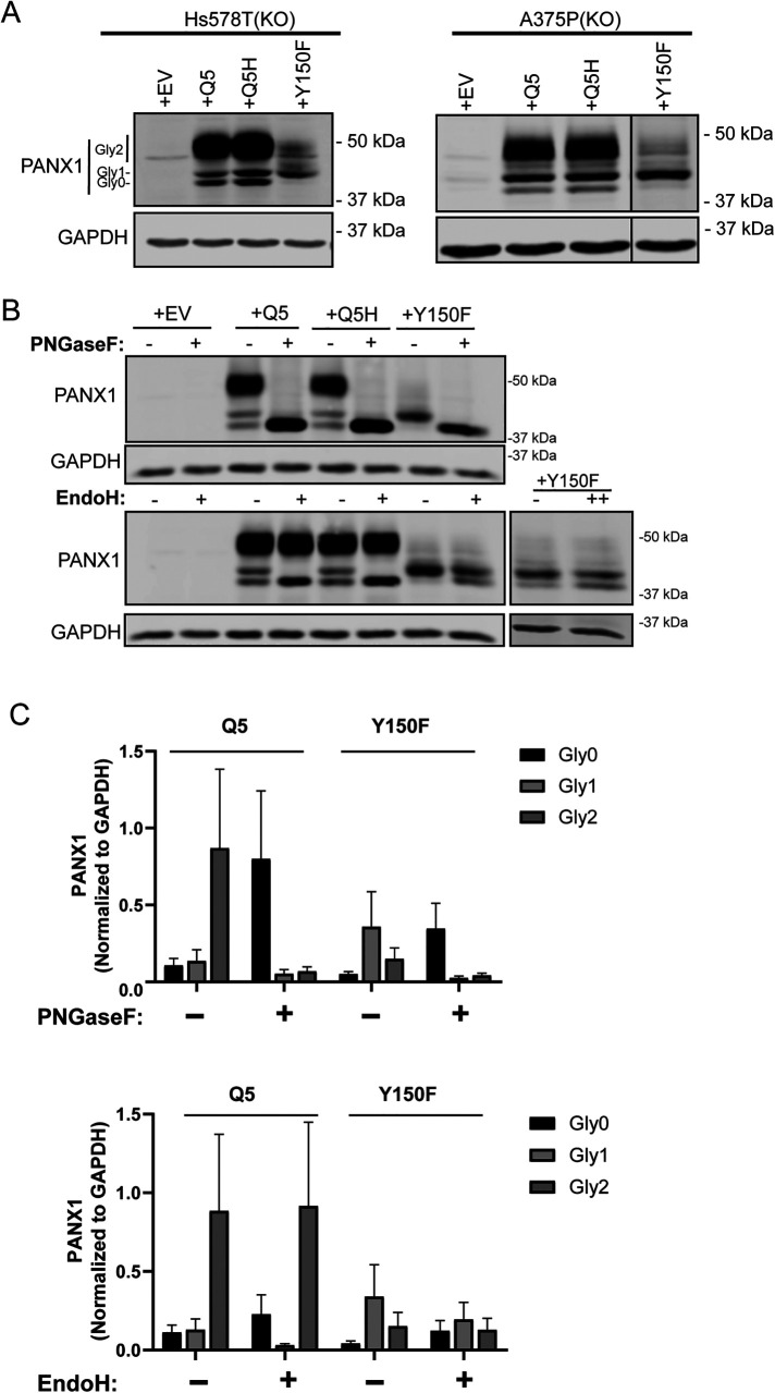 FIGURE 6: