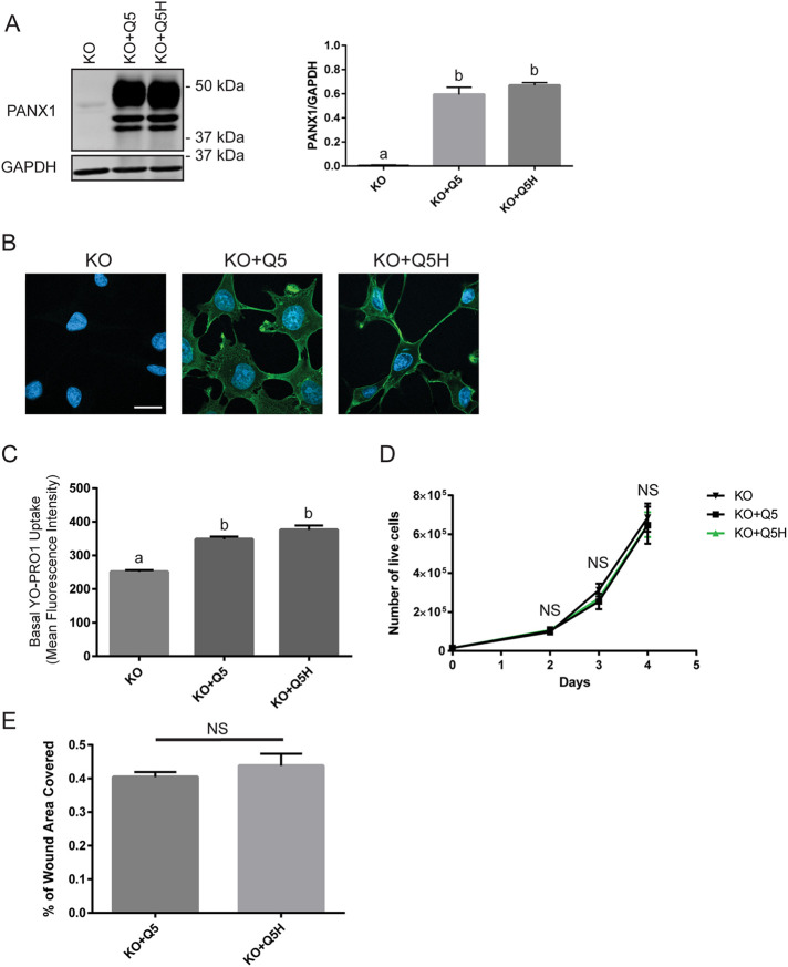 FIGURE 2: