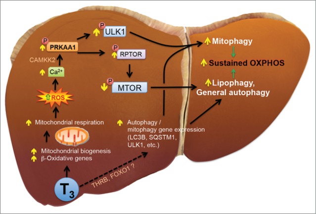 Figure 13.