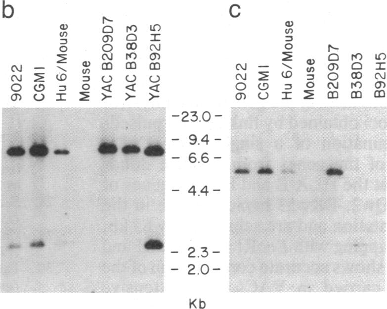 graphic file with name pnas01055-0096-a.jpg