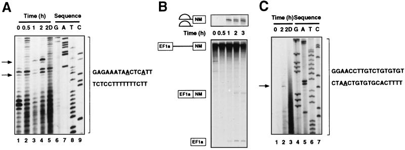 FIG. 4