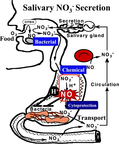 Fig. 3