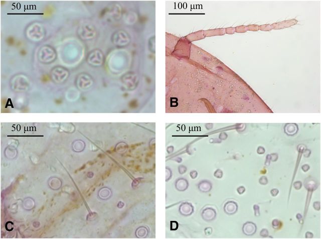 Fig. 8.