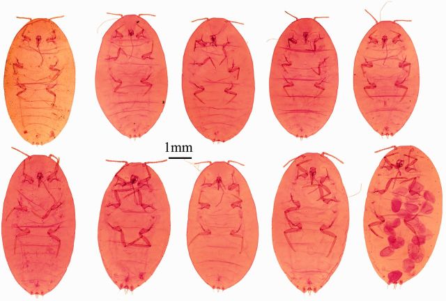 Fig. 5.