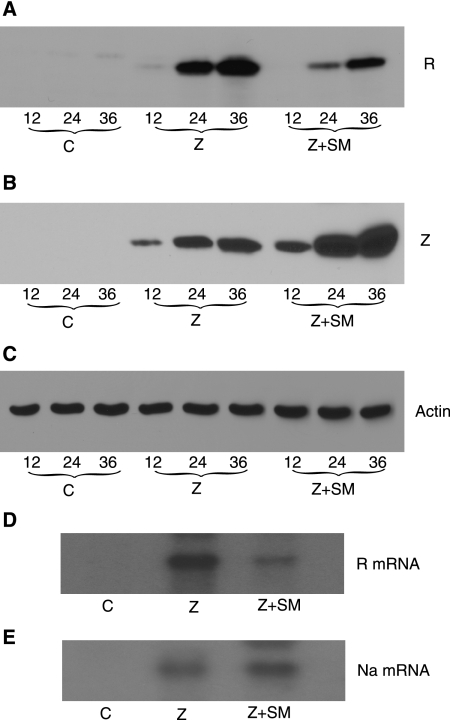 FIG. 5.