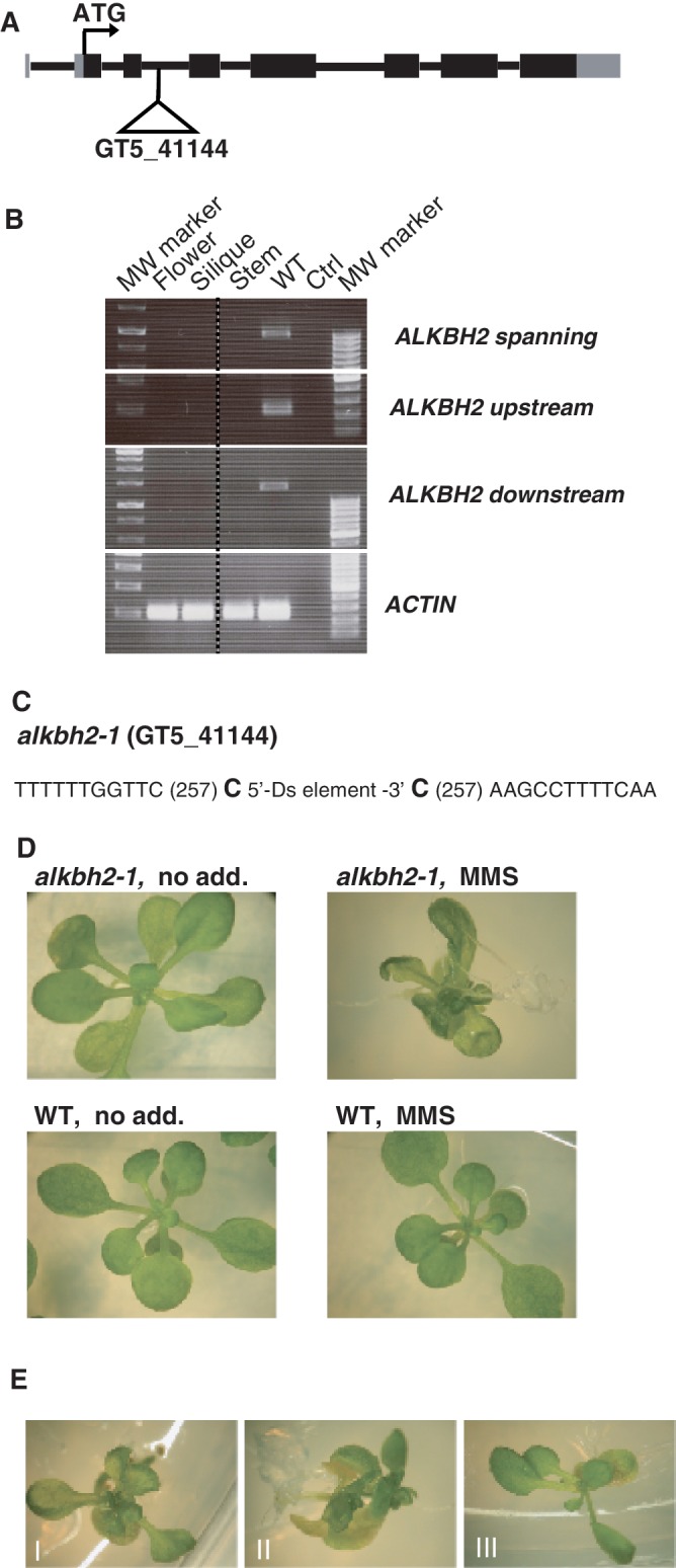 Figure 5.