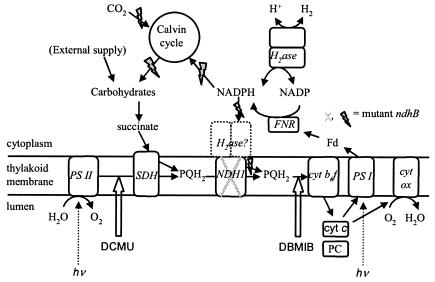 FIG. 1.