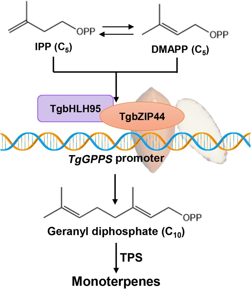 Figure 7.