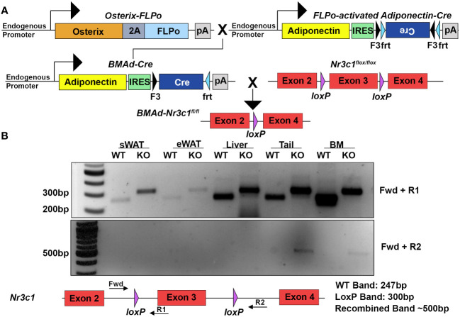 Figure 1