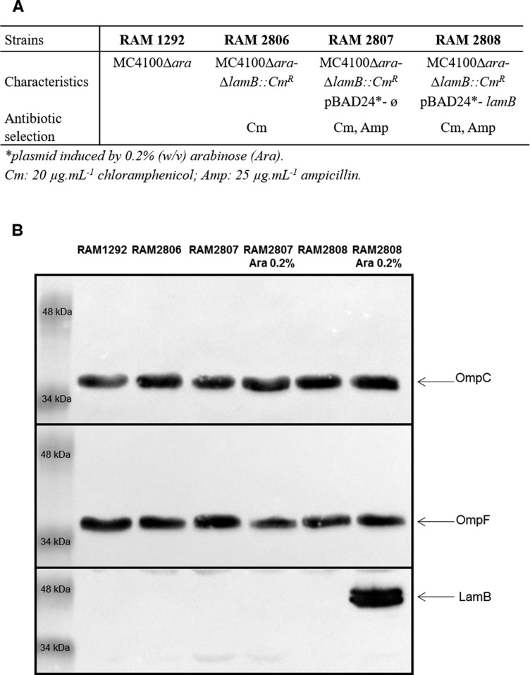 Figure S1.