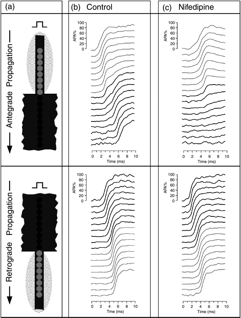 FIG. 16.