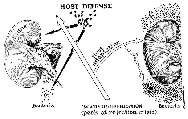 Fig. 12