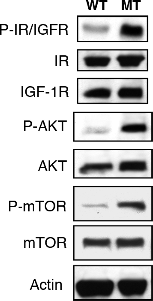 Fig. 8.