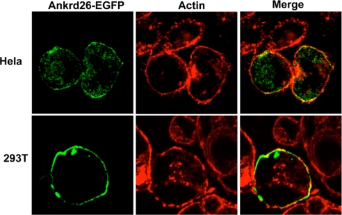 Fig. 9.