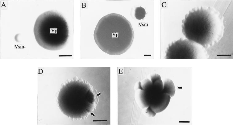 FIG. 1