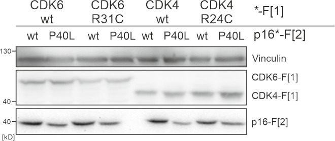 Figure 4—figure supplement 1.