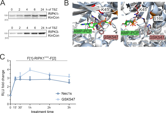 Figure 3—figure supplement 1.