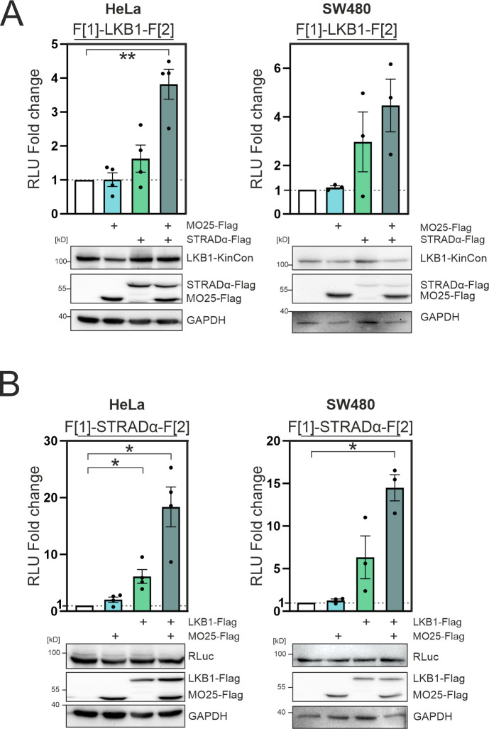 Figure 2—figure supplement 1.