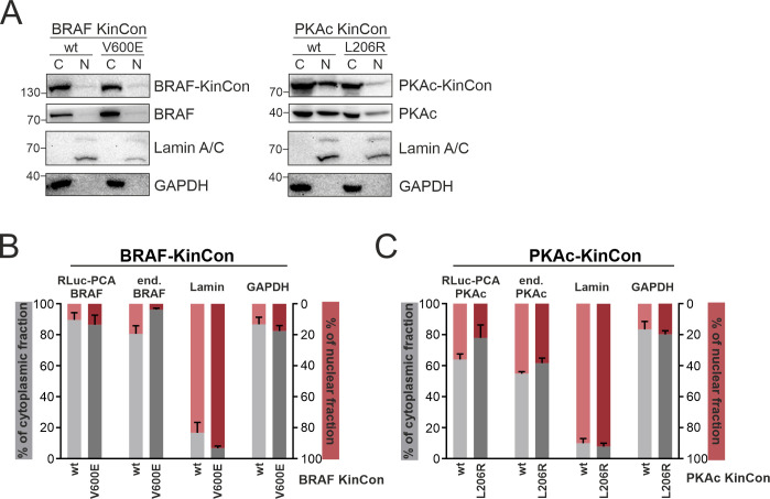 Figure 5—figure supplement 1.