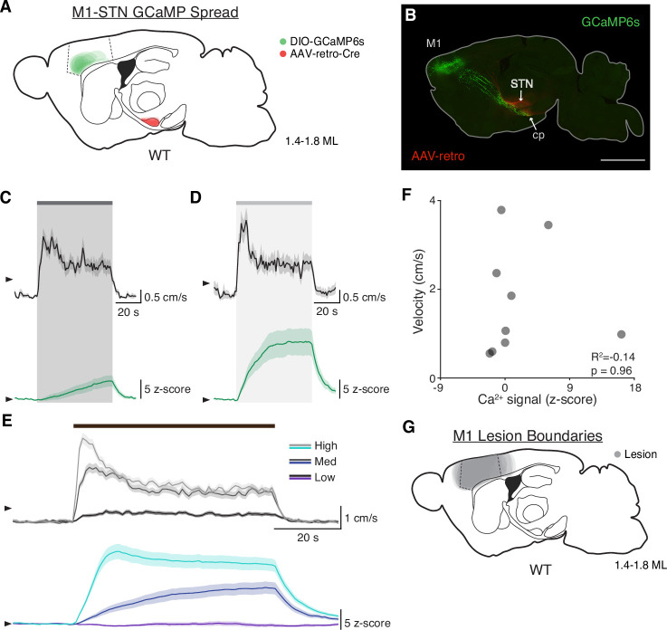 Figure 4—figure supplement 1.