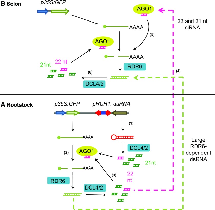 Figure 6.