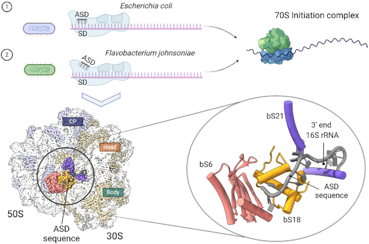 Graphical Abstract