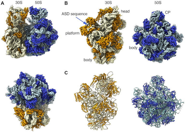 Figure 2.