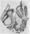 1458-1