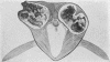 1458-1