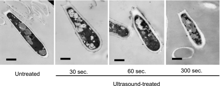 Fig. 7