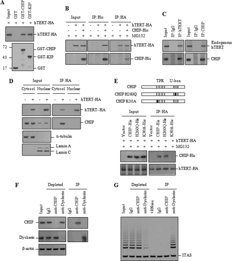 FIGURE 1.