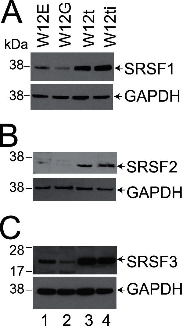 FIG 2