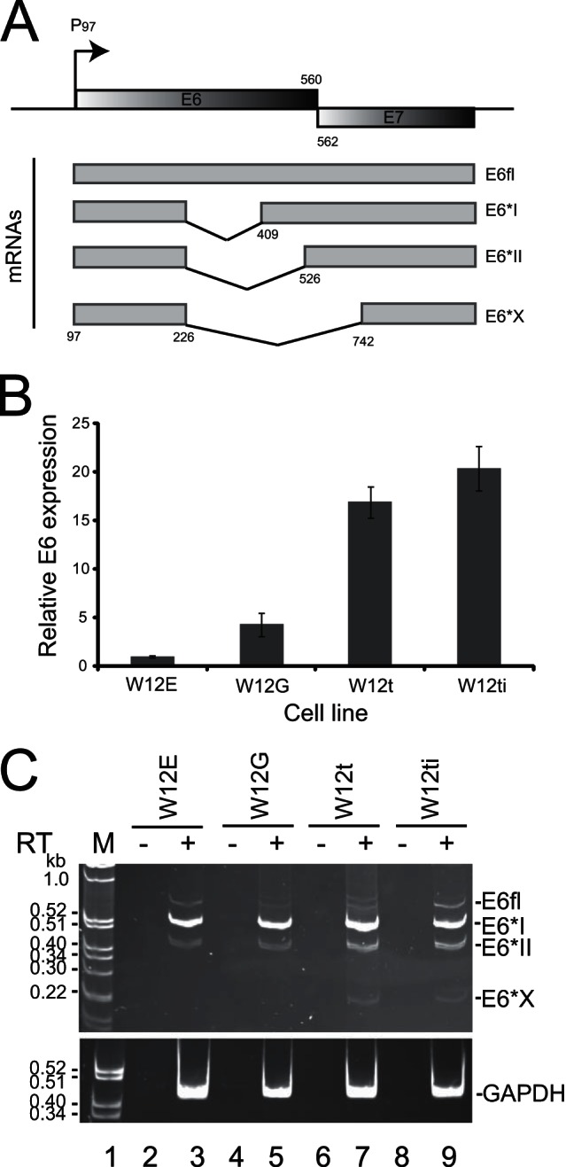 FIG 1