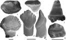Fig 2