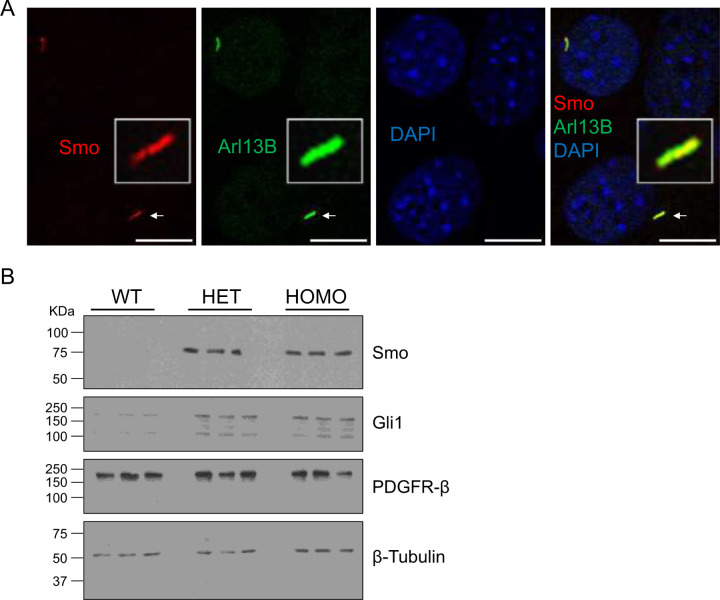 Figure 3: