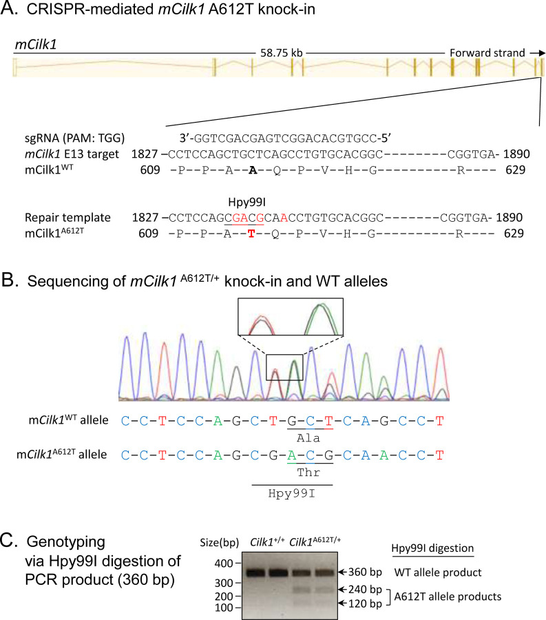 Figure 1: