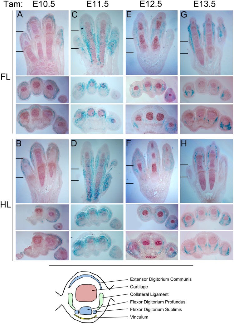 Fig 4