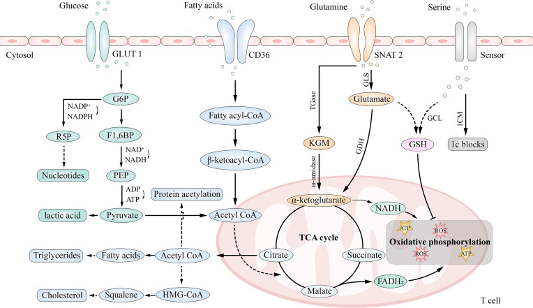 Figure 3