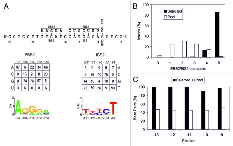 graphic file with name rna-11-391-g2.jpg