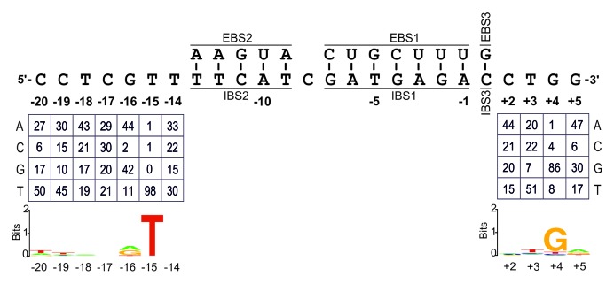 graphic file with name rna-11-391-g1.jpg