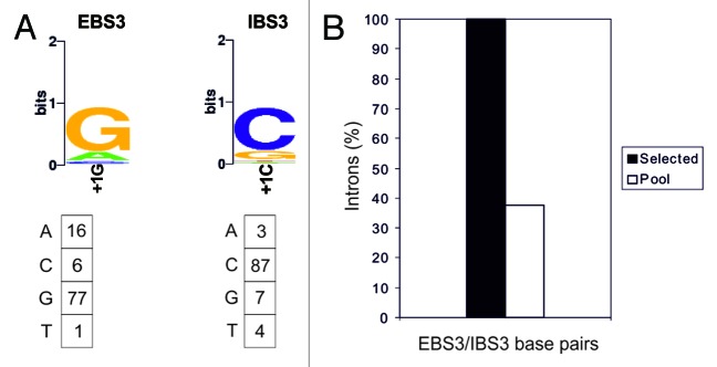 graphic file with name rna-11-391-g5.jpg