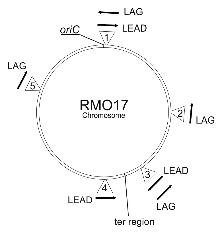 graphic file with name rna-11-391-g8.jpg