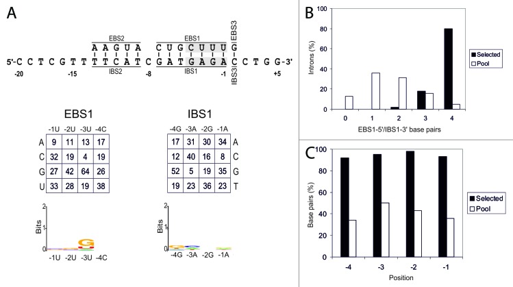 graphic file with name rna-11-391-g4.jpg