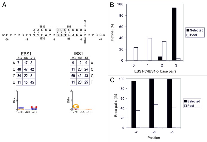 graphic file with name rna-11-391-g3.jpg