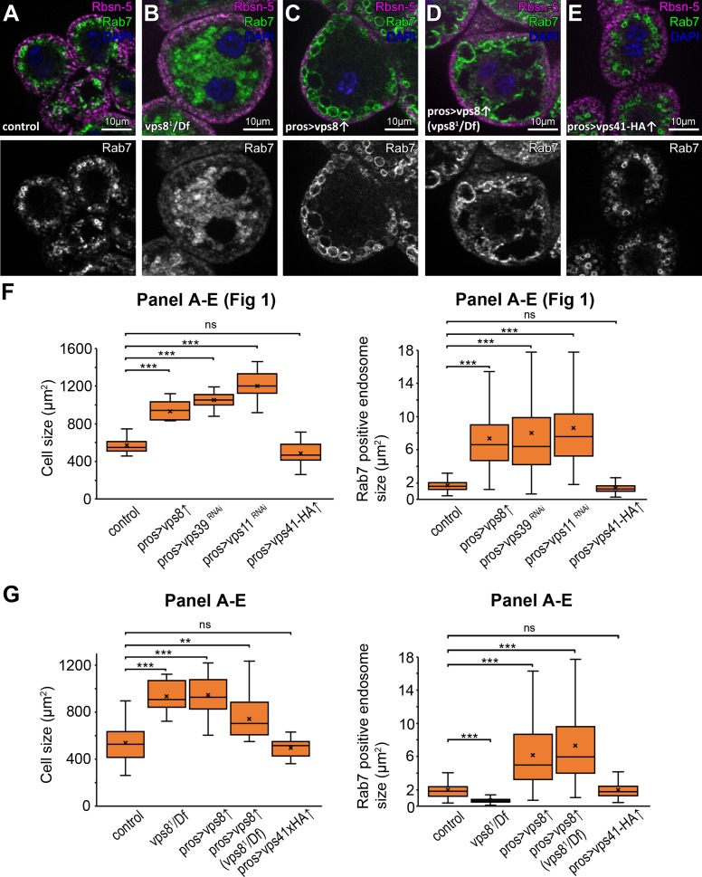 Figure 1—figure supplement 1.