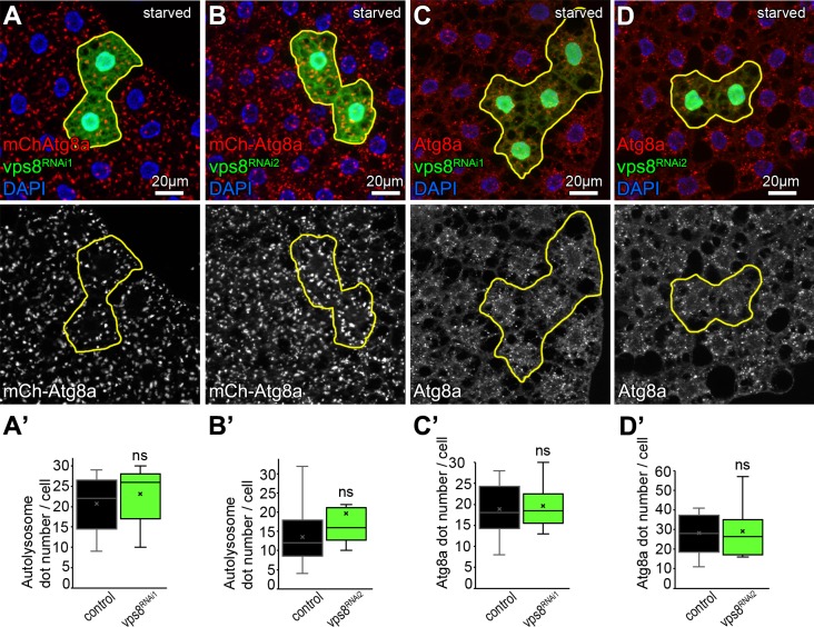 Figure 2—figure supplement 1.